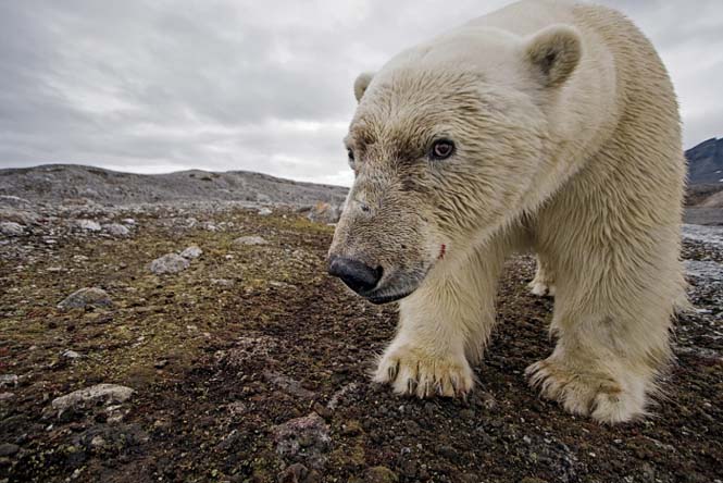 Εκπληκτικές φωτογραφίες της άγριας ζωής από τον Paul Nicklen (12)