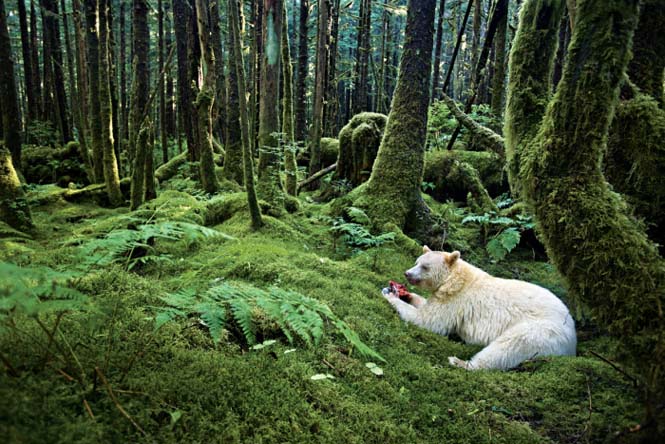 Εκπληκτικές φωτογραφίες της άγριας ζωής από τον Paul Nicklen (13)