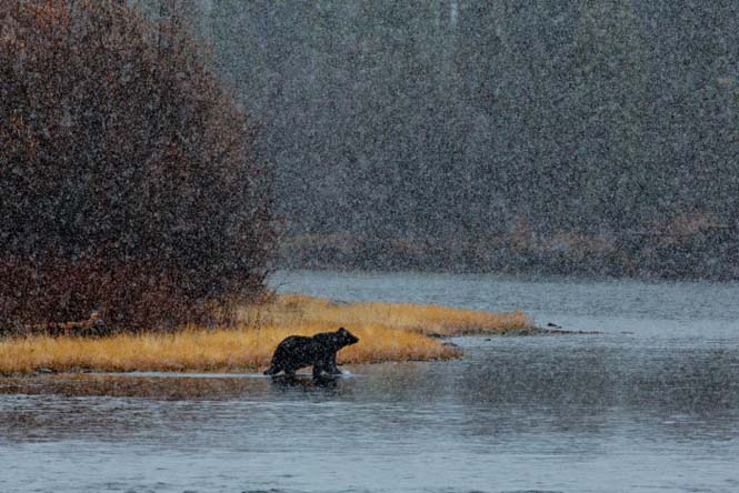 Εκπληκτικές φωτογραφίες της άγριας ζωής από τον Paul Nicklen (20)