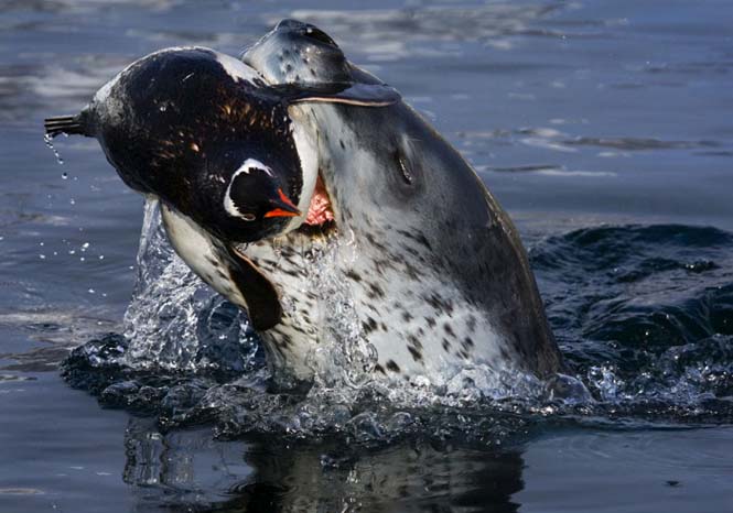 Εκπληκτικές φωτογραφίες της άγριας ζωής από τον Paul Nicklen (24)