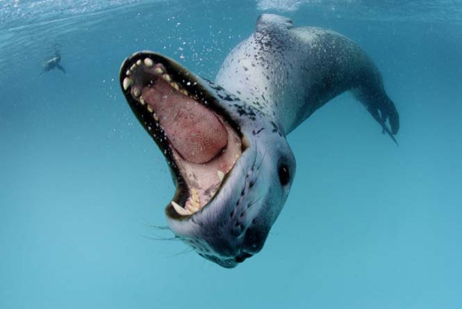 Εκπληκτικές φωτογραφίες της άγριας ζωής από τον Paul Nicklen (26)