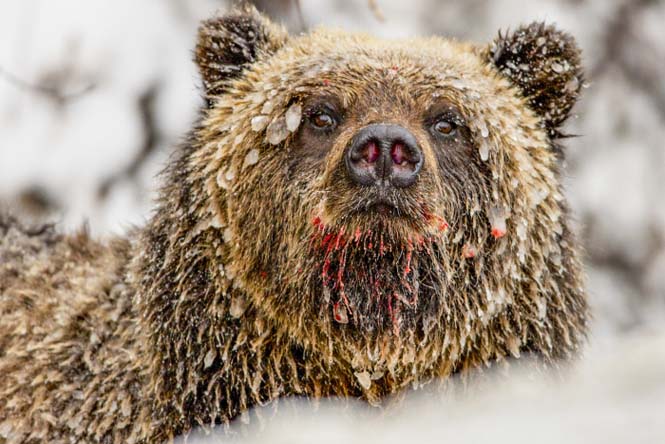Εκπληκτικές φωτογραφίες της άγριας ζωής από τον Paul Nicklen (28)