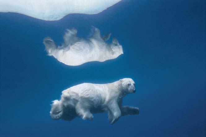 Εκπληκτικές φωτογραφίες της άγριας ζωής από τον Paul Nicklen (29)