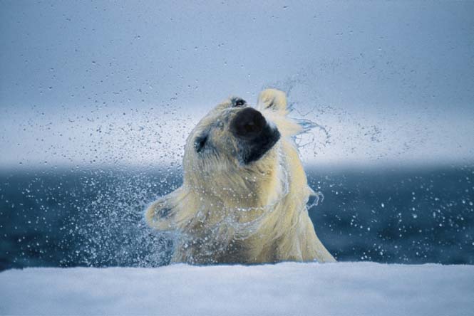 Εκπληκτικές φωτογραφίες της άγριας ζωής από τον Paul Nicklen (30)