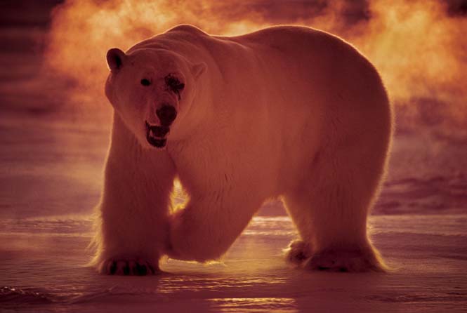 Εκπληκτικές φωτογραφίες της άγριας ζωής από τον Paul Nicklen (31)