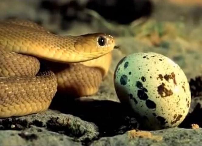 Μικροσκοπικό φίδι πασχίζει να φάει μεγάλο αυγό