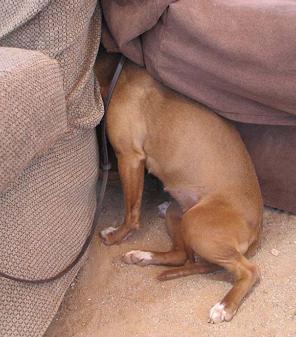 Σκύλοι που δεν τα πάνε καλά με το κρυφτό (7)