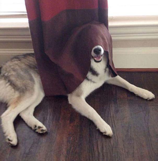 Σκύλοι που δεν τα πάνε καλά με το κρυφτό (16)