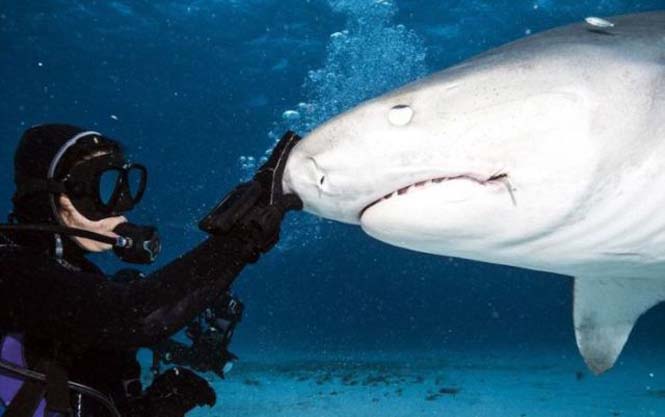 Στο εσωτερικό του στόματος ενός καρχαρία (1)