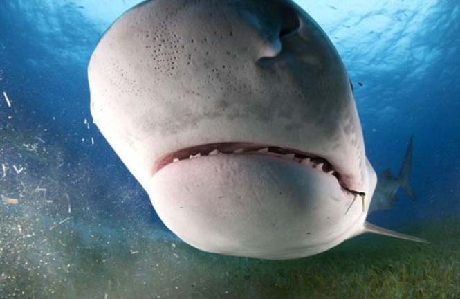 Στο εσωτερικό του στόματος ενός καρχαρία (7)
