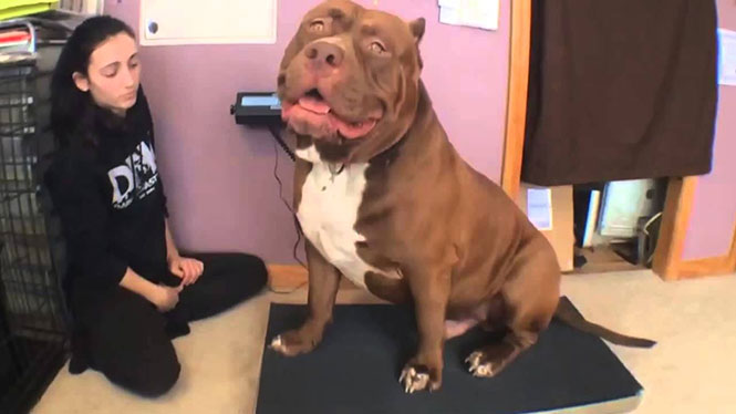 Το πιο θηριώδες Pitbull στον κόσμο ζυγίζει 78 κιλά και είναι μόλις 17 μηνών