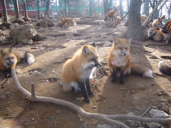 Χωριό των αλεπούδων στην Ιαπωνία (7)