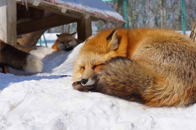 Χωριό των αλεπούδων στην Ιαπωνία (11)