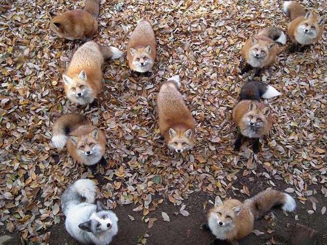 Χωριό των αλεπούδων στην Ιαπωνία (19)