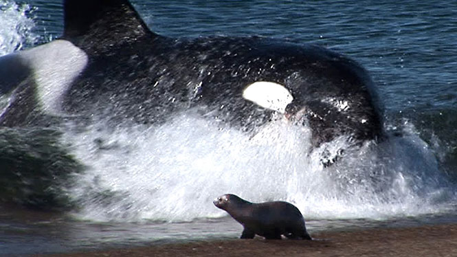 Φάλαινα δολοφόνος βγαίνει κυριολεκτικά στην άμμο για να αρπάξει το θήραμα της