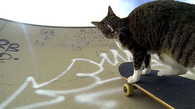 Η γάτα που κάνει skateboard