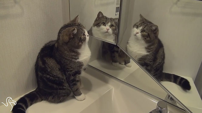 Γάτες και καθρέφτες