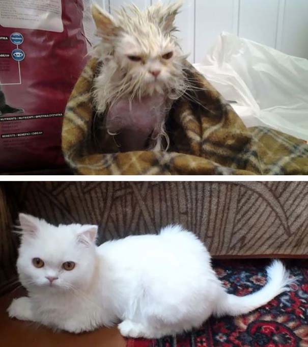 Γάτες πριν και μετά τη διάσωση τους (2)