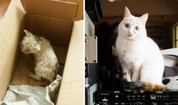 Γάτες πριν και μετά τη διάσωση τους (3)