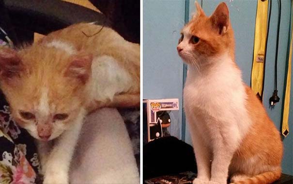 Γάτες πριν και μετά τη διάσωση τους (4)