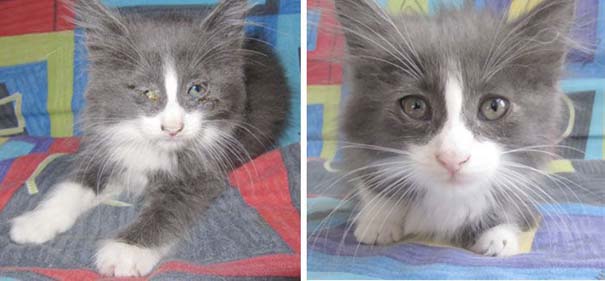 Γάτες πριν και μετά τη διάσωση τους (5)
