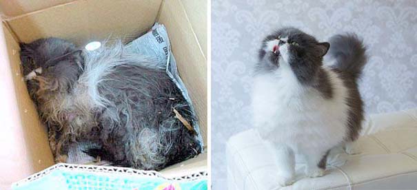 Γάτες πριν και μετά τη διάσωση τους (6)