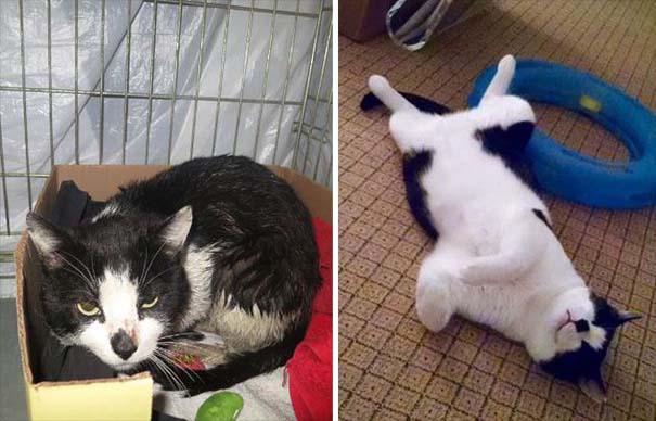 Γάτες πριν και μετά τη διάσωση τους (8)