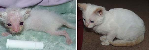 Γάτες πριν και μετά τη διάσωση τους (9)