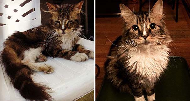 Γάτες πριν και μετά τη διάσωση τους (10)