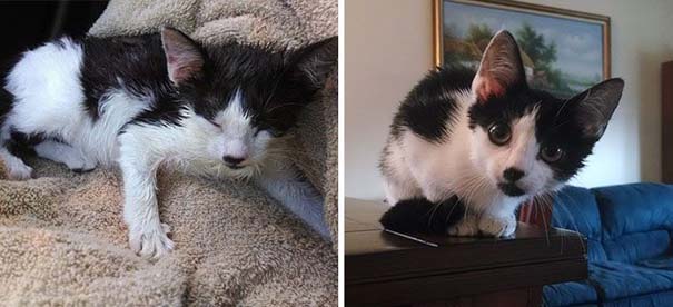Γάτες πριν και μετά τη διάσωση τους (14)