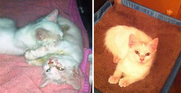 Γάτες πριν και μετά τη διάσωση τους (15)