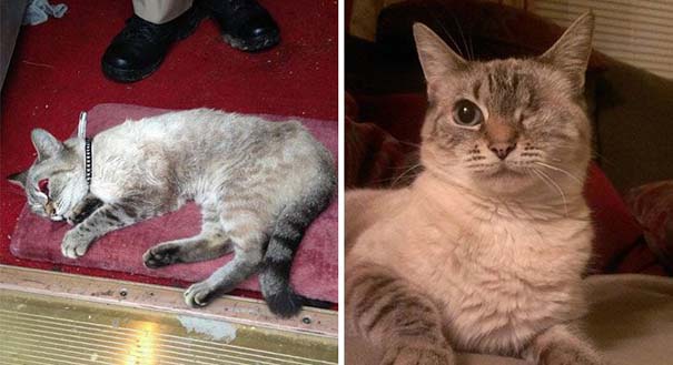 Γάτες πριν και μετά τη διάσωση τους (16)