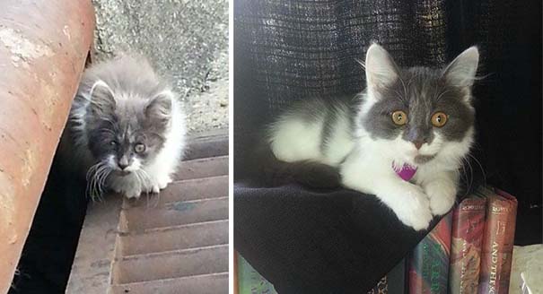 Γάτες πριν και μετά τη διάσωση τους (17)