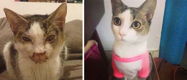 Γάτες πριν και μετά τη διάσωση τους (18)