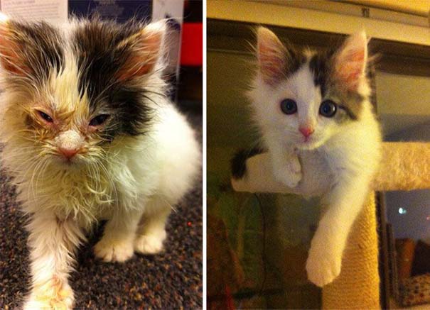 Γάτες πριν και μετά τη διάσωση τους (20)