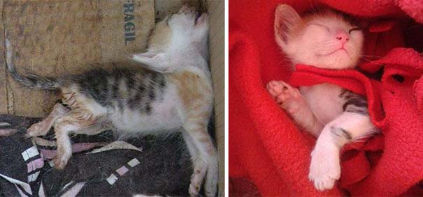 Γάτες πριν και μετά τη διάσωση τους (21)