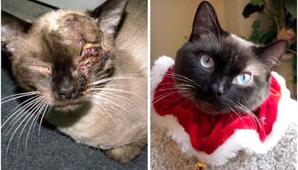 Γάτες πριν και μετά τη διάσωση τους (24)