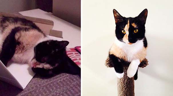 Γάτες πριν και μετά τη διάσωση τους (25)