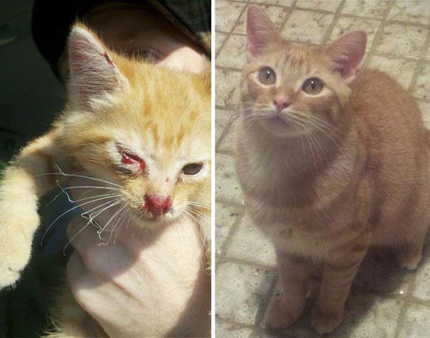 Γάτες πριν και μετά τη διάσωση τους (26)