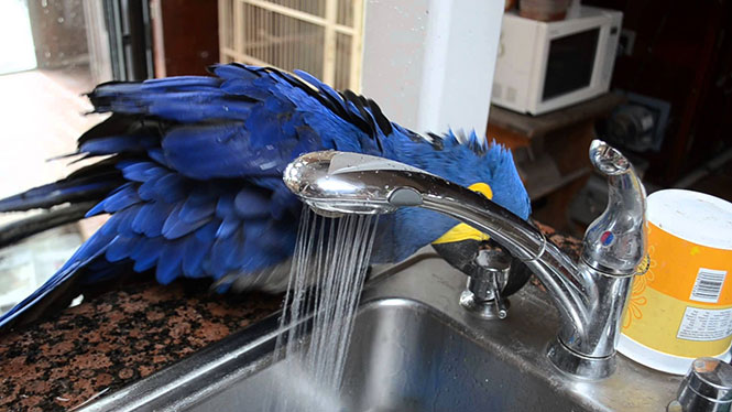 Παπαγάλος μετατρέπει μια βρύση σε ντους και απολαμβάνει το μπάνιο του