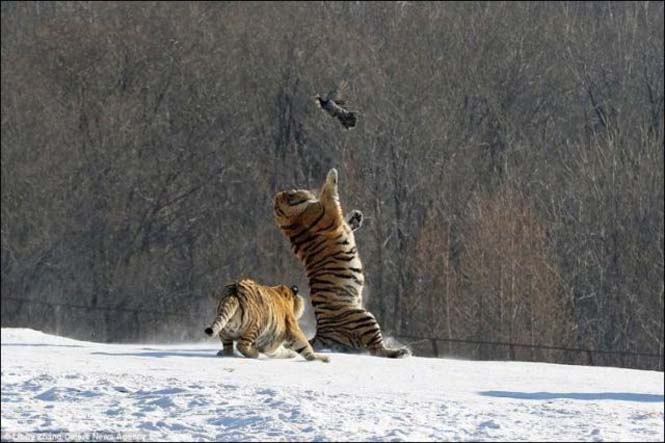 Ακόμα και οι τίγρεις αποτυγχάνουν... (3)
