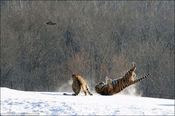 Ακόμα και οι τίγρεις αποτυγχάνουν... (5)