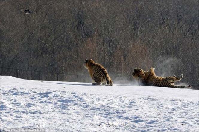 Ακόμα και οι τίγρεις αποτυγχάνουν... (6)