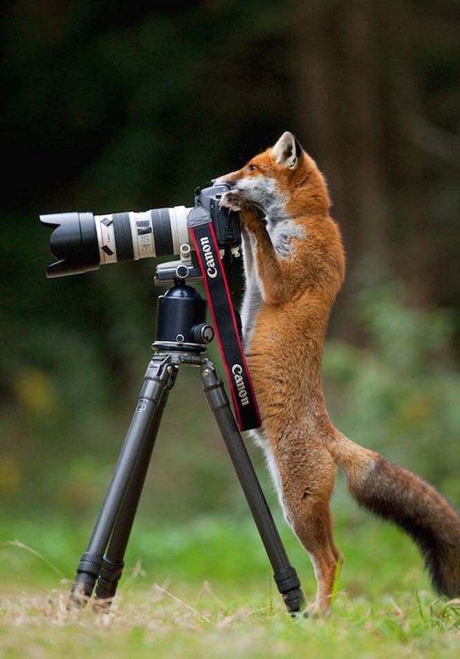 Αστεία ζώα που θέλουν να γίνουν φωτογράφοι (1)