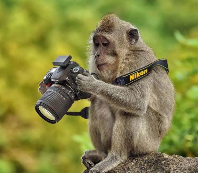 Αστεία ζώα που θέλουν να γίνουν φωτογράφοι (2)