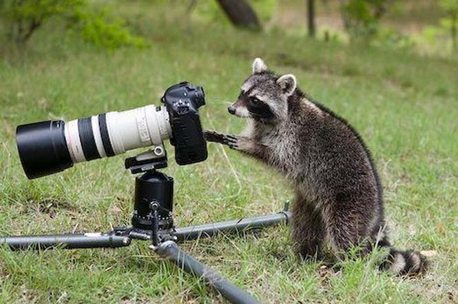 Αστεία ζώα που θέλουν να γίνουν φωτογράφοι (4)