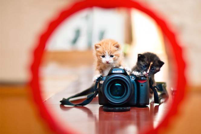 Αστεία ζώα που θέλουν να γίνουν φωτογράφοι (7)