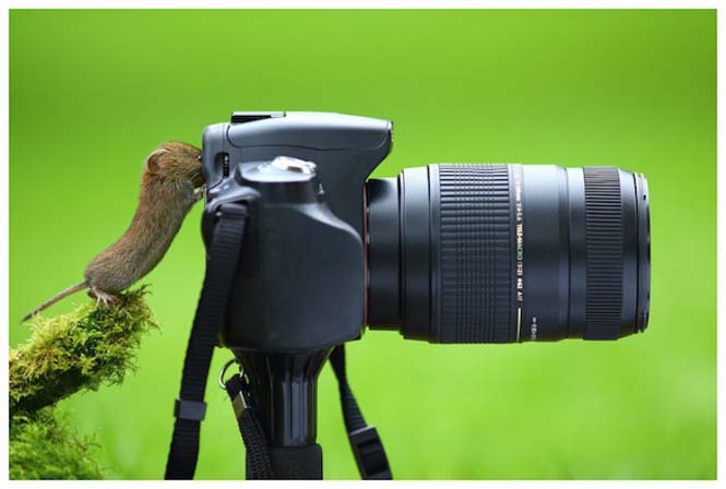 Αστεία ζώα που θέλουν να γίνουν φωτογράφοι (8)