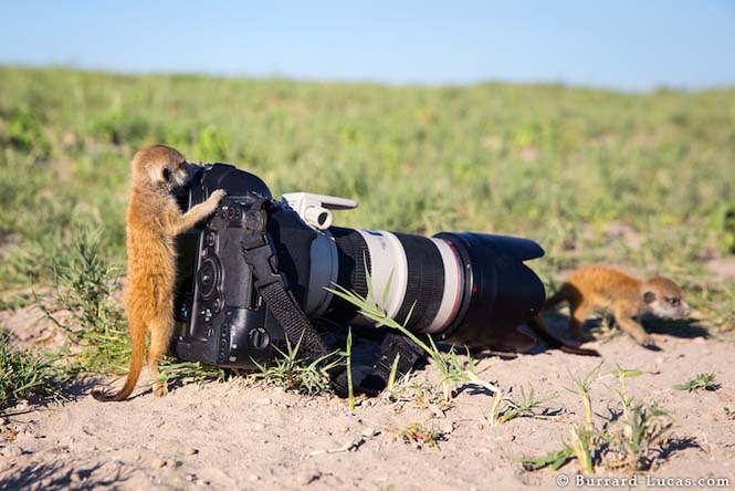 Αστεία ζώα που θέλουν να γίνουν φωτογράφοι (10)
