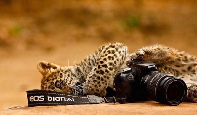 Αστεία ζώα που θέλουν να γίνουν φωτογράφοι (12)